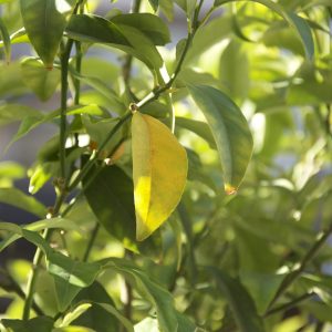 WooSense License - Professional (Miesięczna)