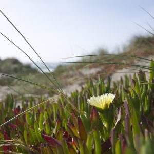 Spodnie damskie - Czerwony